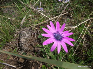 conco di Liricio-24-03-2013 11-47-12